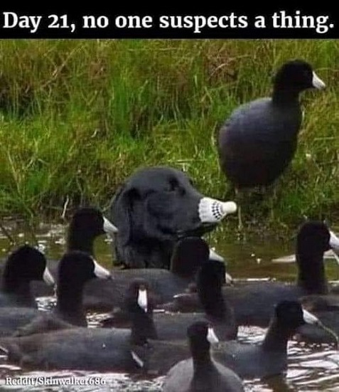 black lab w ducks dog.jpg